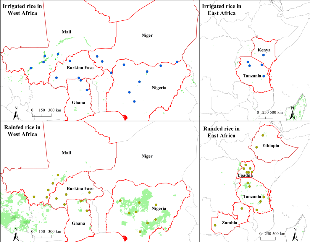 sub-saharan-africa-rice-figure2